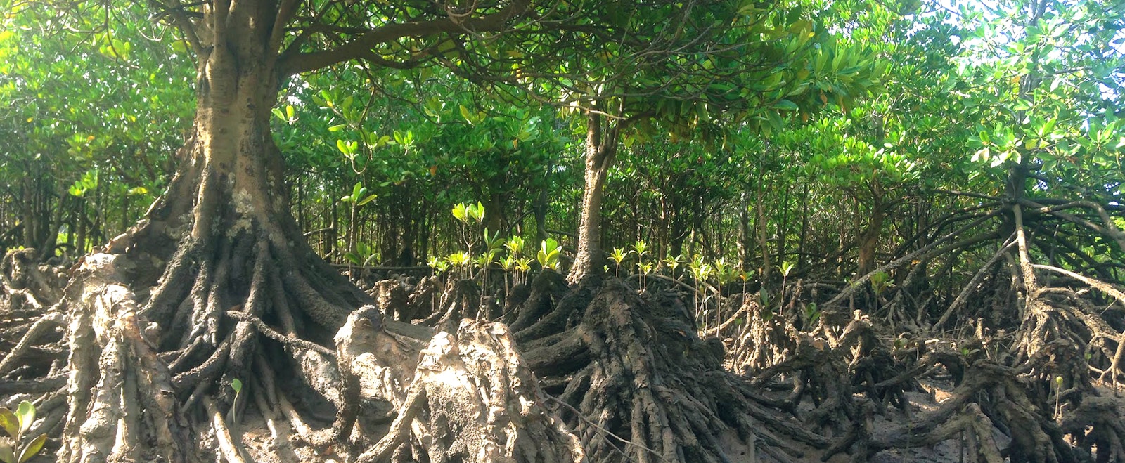 Mangrove saplings growing.
