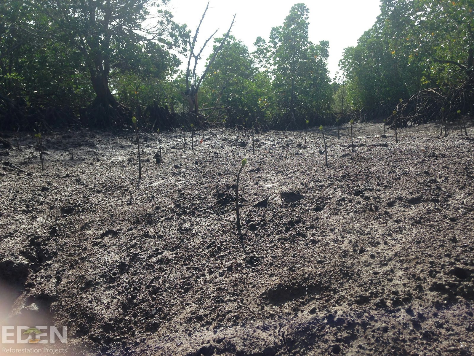 Mangroves showing new growth