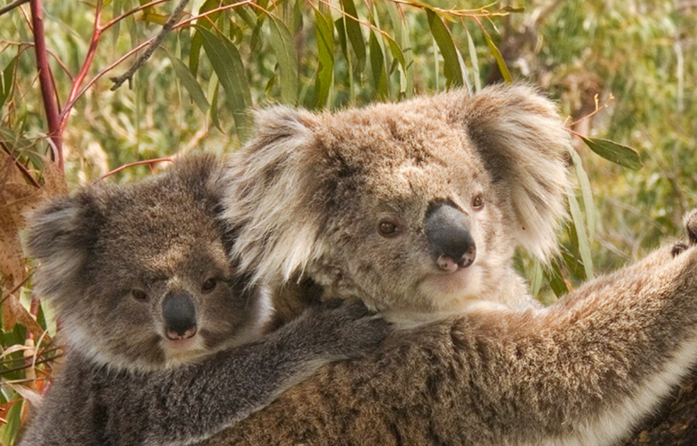 Koala with baby in a tree