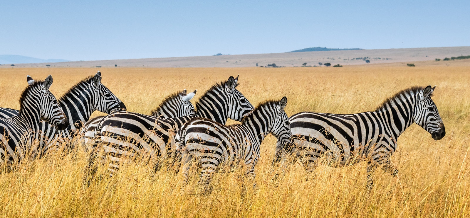 Zebra on a tall grass open flat lands