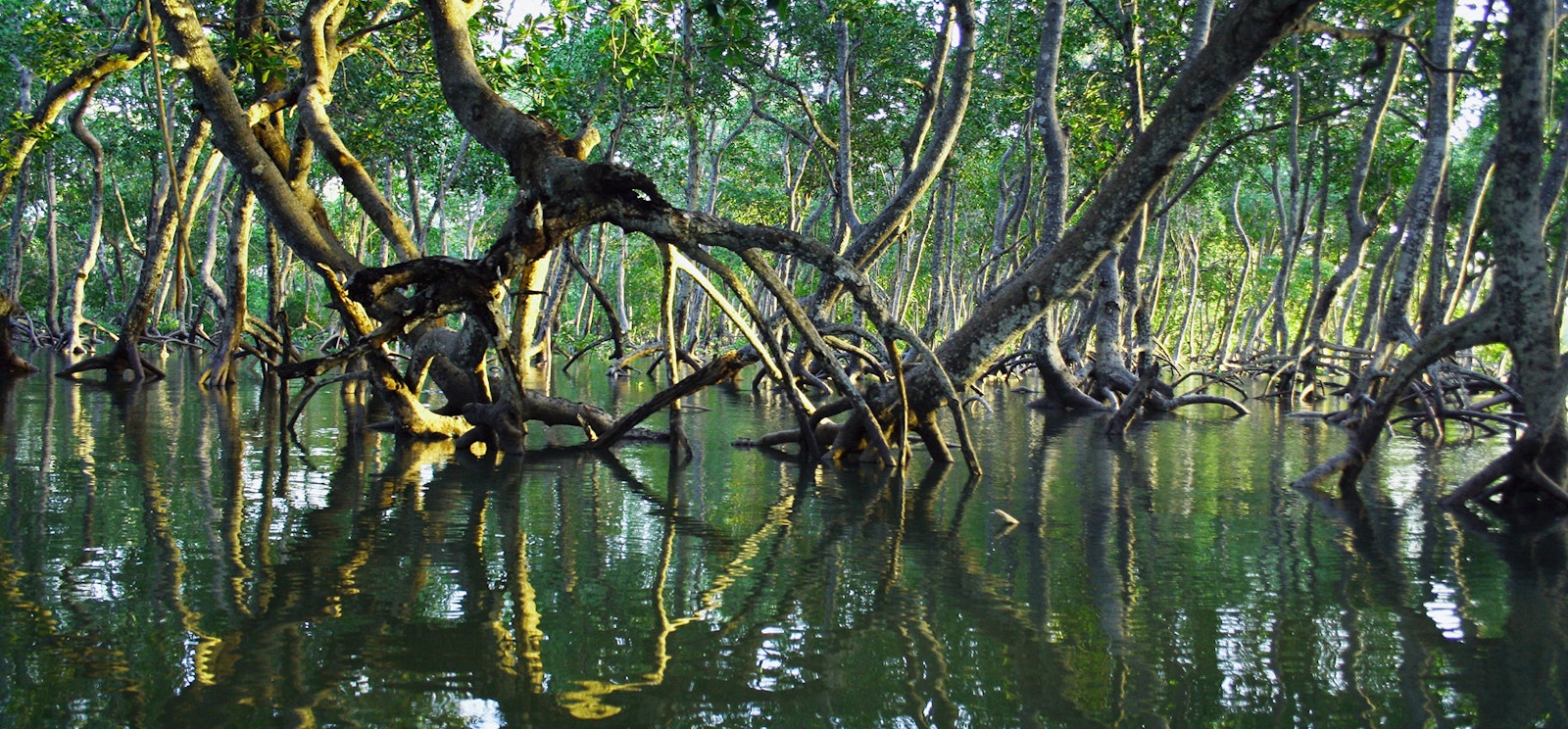 Mangroves with tide in Madagascar