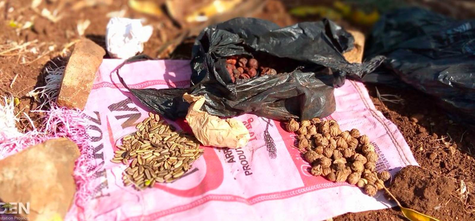 Seeds from the local forests