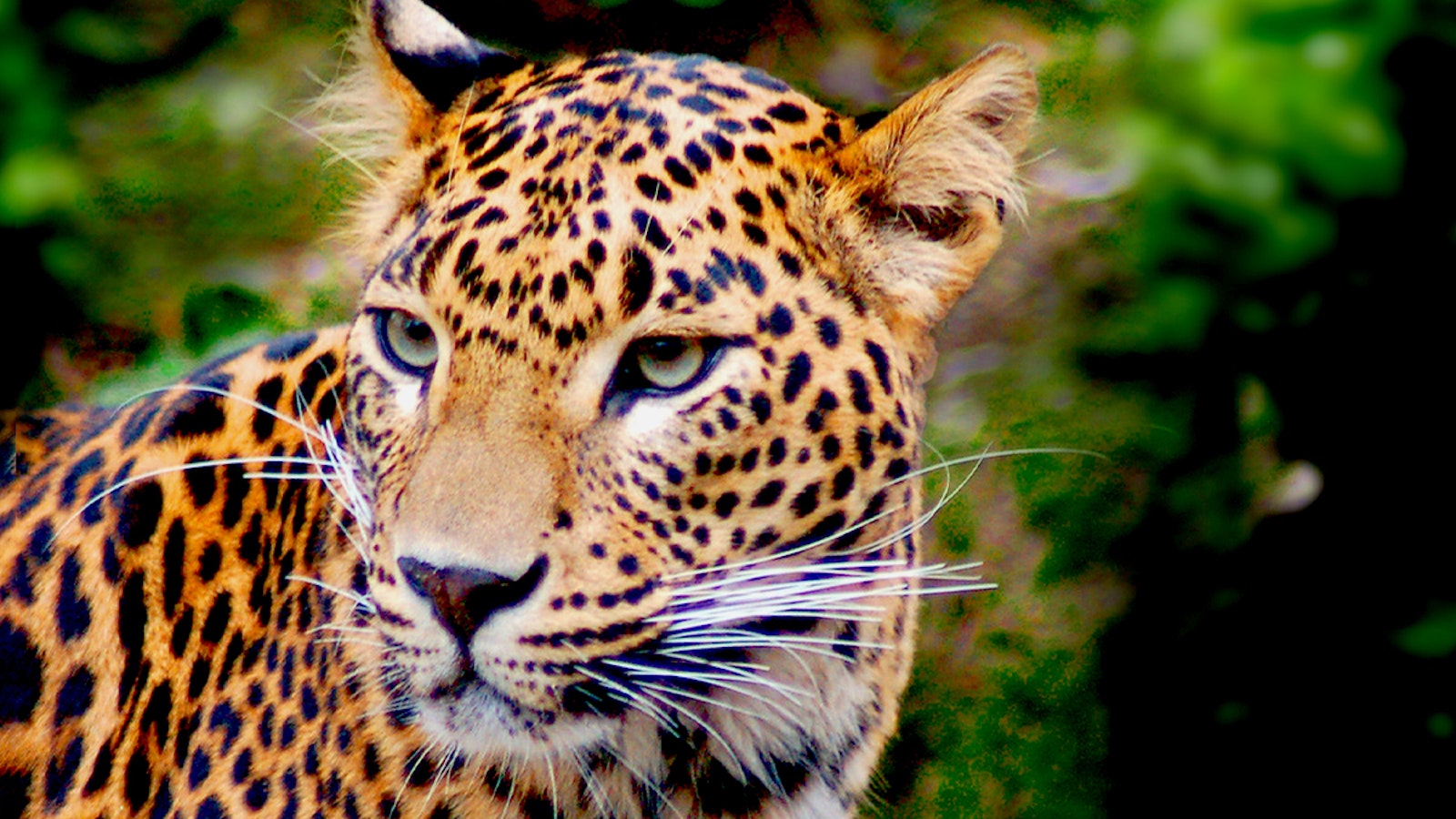 How does deforestation impact wildlife and biodiversity? What you need to  know. | Ecologi