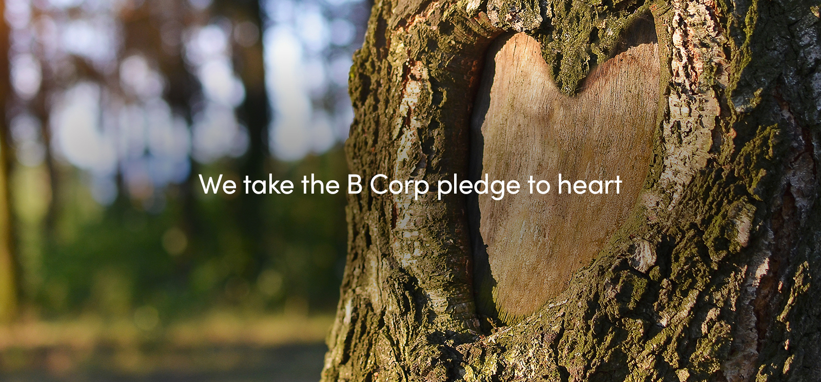 Our B Corp Journey | Ecologi