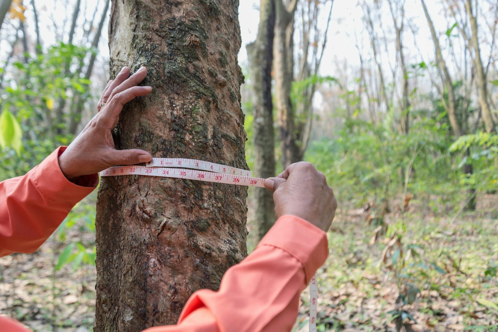 Monitored trees