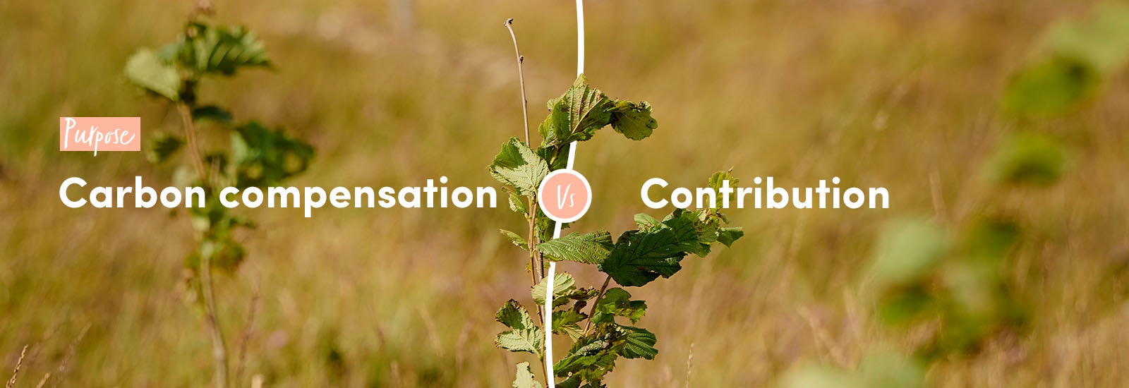 Purpose: Carbon compensation vs contribution