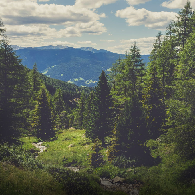 Forest landscape